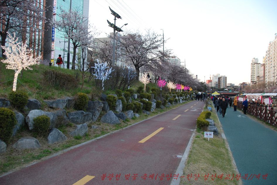 2019. 불광천 벚꽃축제(4월 5일~4월 6일까지 이틀간)