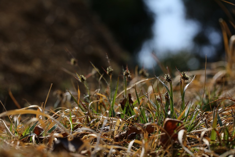 꿩의밥 (20190315)