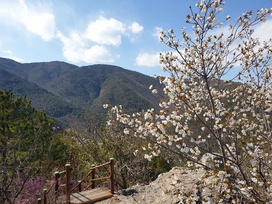 마산 무학산 진달래산행.