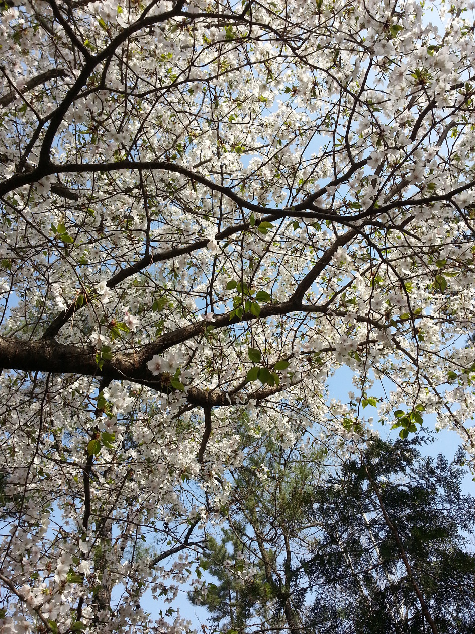 중앙공원