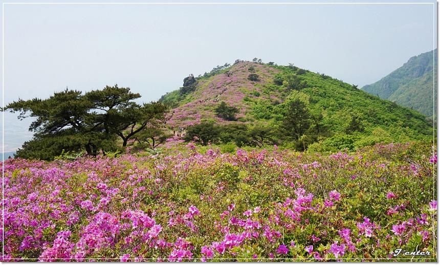 진달래꽃 철쭉꽃 필 때를 기다리며