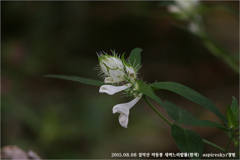 현삼과 며느리밥풀(Melampyrum : 메람피룸)속 알아보기