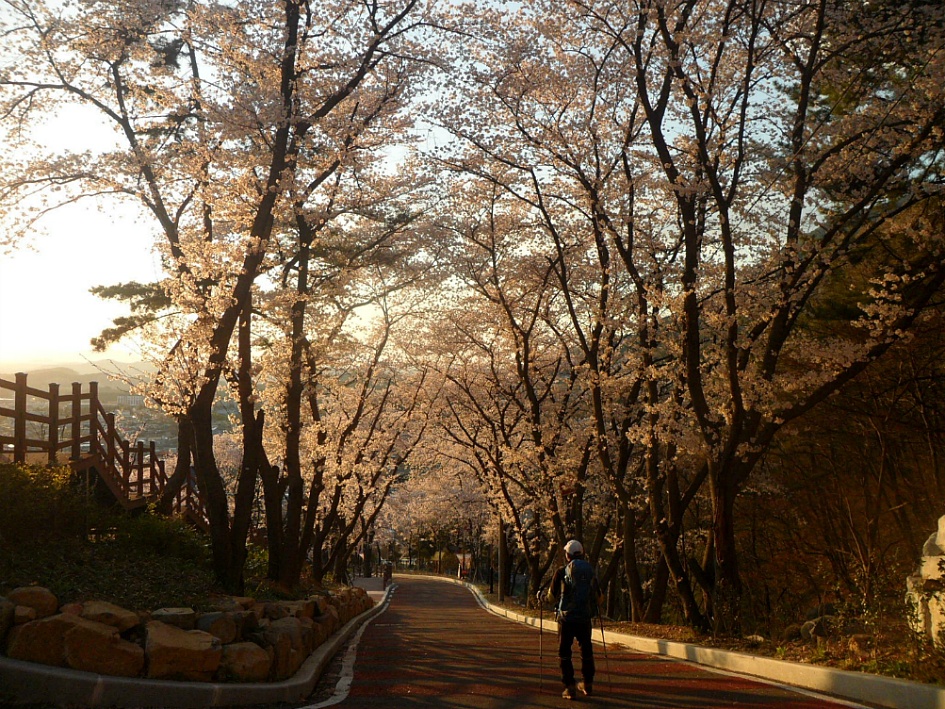 창녕 영취산 2019-03-31