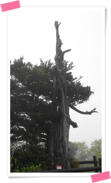 꽃길화원 이미지