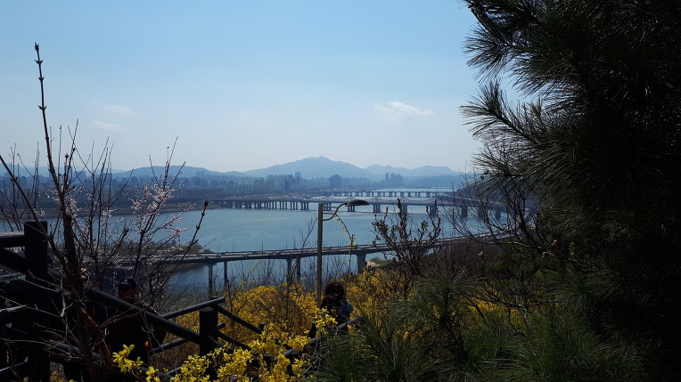 응봉산 개나리축제 한마당