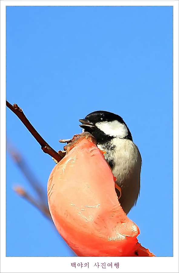 감나무 홍시에 맛드린 박새와 직박구리