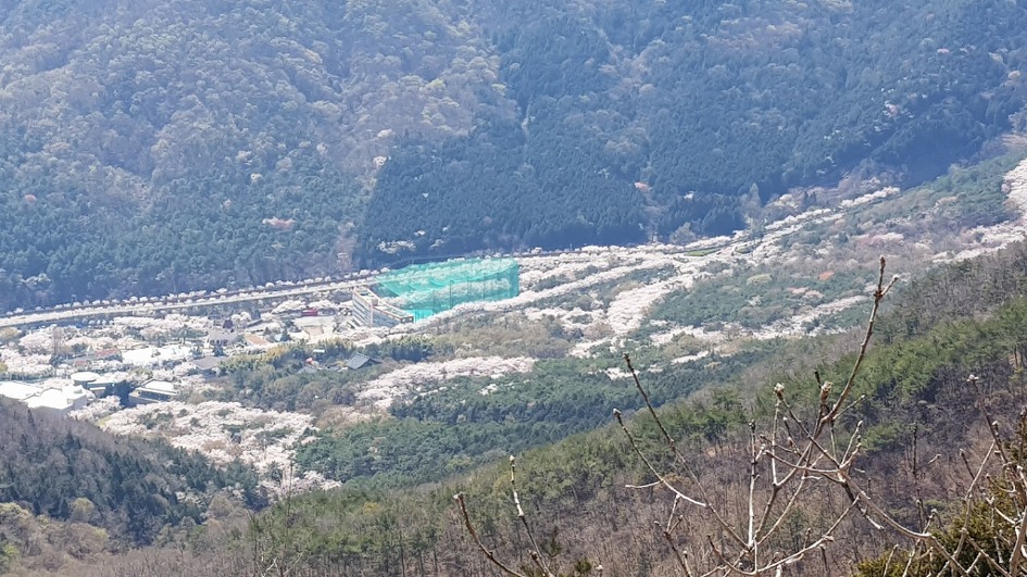 불모산과 장복산 꽃길만 걸었다