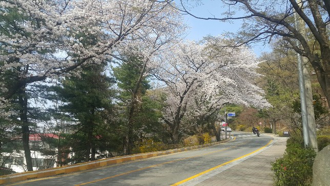 2019 청주벚꽃 즐기기(4/4~)