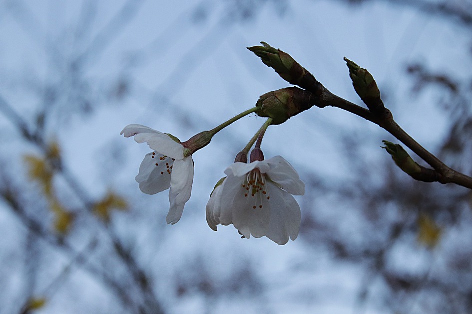 중랑천 꽃잔치 -2019.4.1-