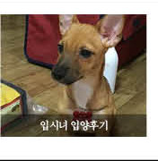 입시녀