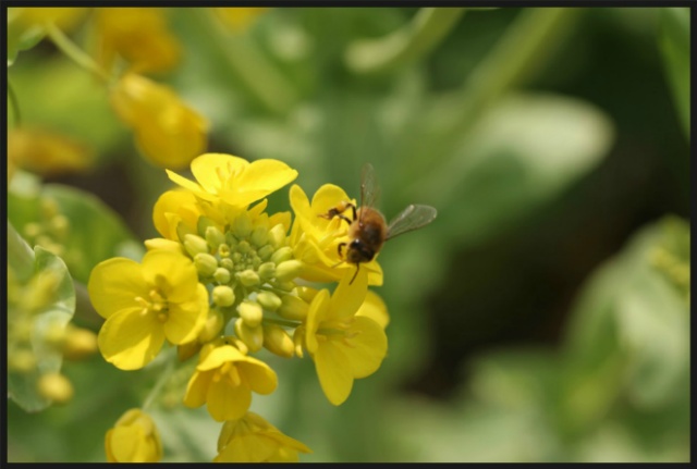 벌 과 유채꽃